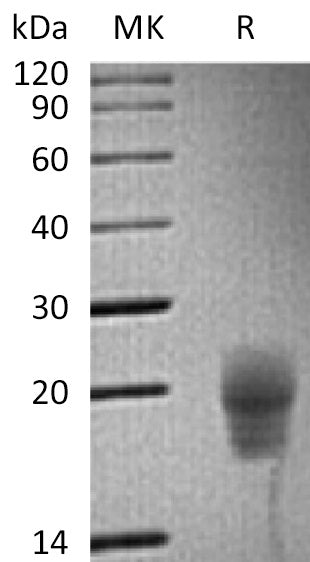 BL-1210NP: Greater than 95% as determined by reducing SDS-PAGE. (QC verified)