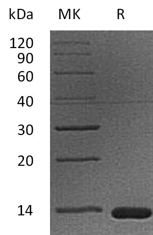 BL-1216NP: Greater than 95% as determined by reducing SDS-PAGE. (QC verified)