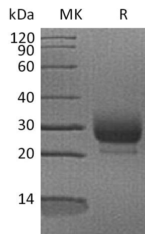 BL-1404NP: Greater than 95% as determined by reducing SDS-PAGE. (QC verified)