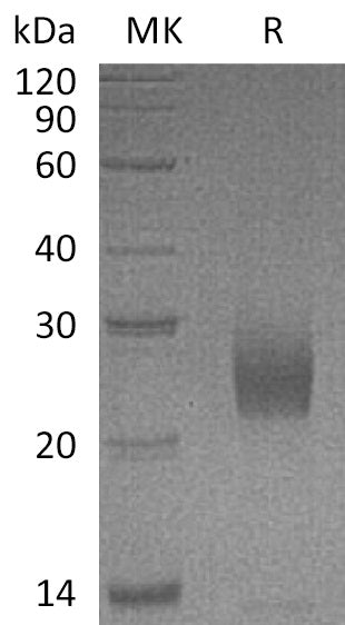 BL-0671NP: Greater than 95% as determined by reducing SDS-PAGE. (QC verified)