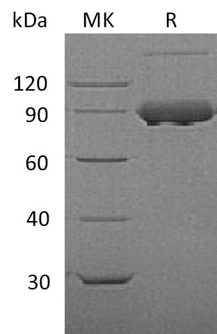 BL-1839NP: Greater than 95% as determined by reducing SDS-PAGE. (QC verified)