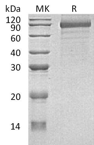 BL-0670NP: Greater than 90% as determined by reducing SDS-PAGE. (QC verified)