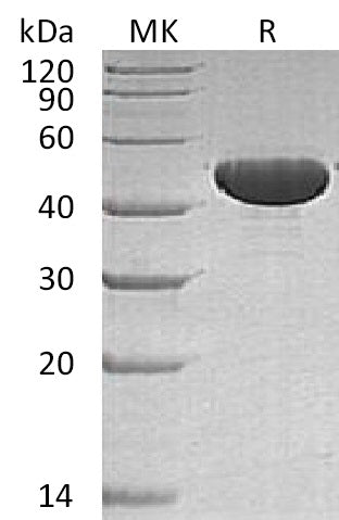 BL-0668NP: Greater than 95% as determined by reducing SDS-PAGE. (QC verified)