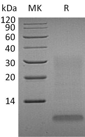 BL-0666NP: Greater than 80% as determined by reducing SDS-PAGE. (QC verified)