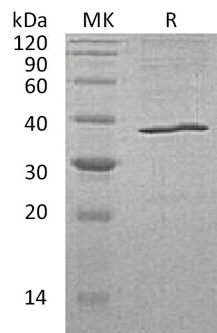 BL-0664NP: Greater than 95% as determined by reducing SDS-PAGE. (QC verified)