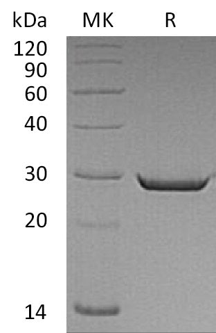 BL-0665NP: Greater than 95% as determined by reducing SDS-PAGE. (QC verified)