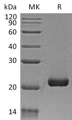 BL-0317NP: Greater than 95% as determined by reducing SDS-PAGE. (QC verified)