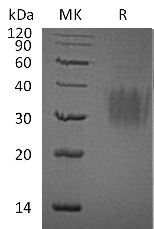 BL-1678NP: Greater than 95% as determined by reducing SDS-PAGE. (QC verified)