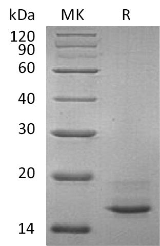 BL-0676NP: Greater than 95% as determined by reducing SDS-PAGE. (QC verified)