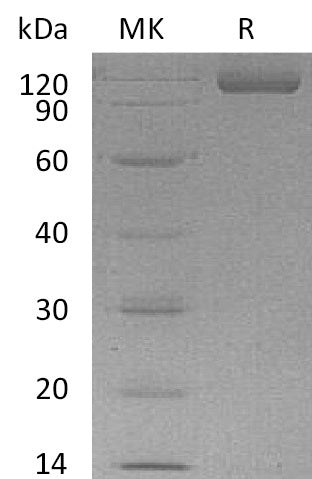 BL-0672NP: Greater than 95% as determined by reducing SDS-PAGE. (QC verified)