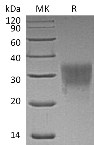 BL-0679NP: Greater than 95% as determined by reducing SDS-PAGE. (QC verified)