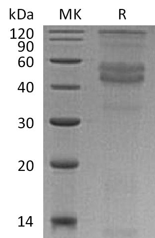 BL-0678NP: Greater than 95% as determined by reducing SDS-PAGE. (QC verified)