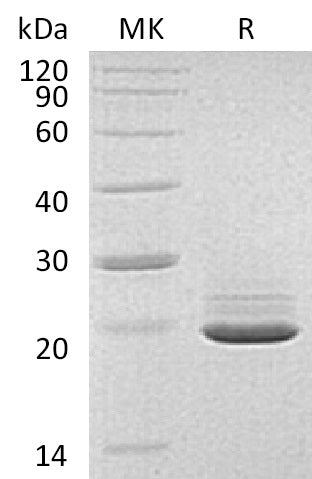 BL-0677NP: Greater than 95% as determined by reducing SDS-PAGE. (QC verified)