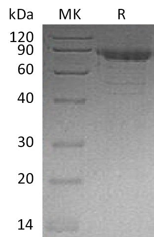 BL-0686NP: Greater than 95% as determined by reducing SDS-PAGE. (QC verified)