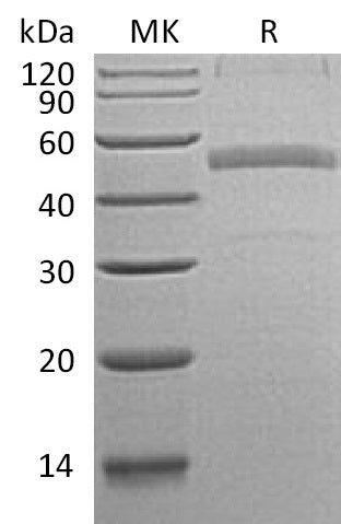 BL-0685NP: Greater than 82% as determined by reducing SDS-PAGE. (QC verified)