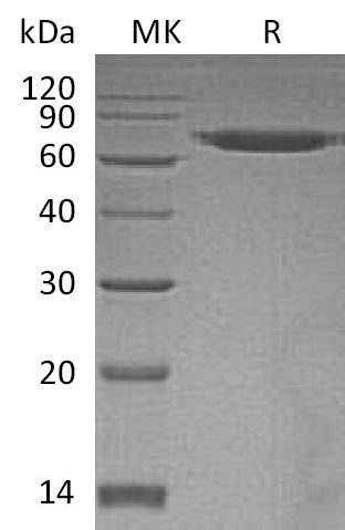 BL-0684NP: Greater than 95% as determined by reducing SDS-PAGE. (QC verified)