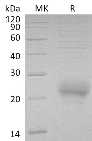 BL-0681NP: Greater than 95% as determined by reducing SDS-PAGE. (QC verified)