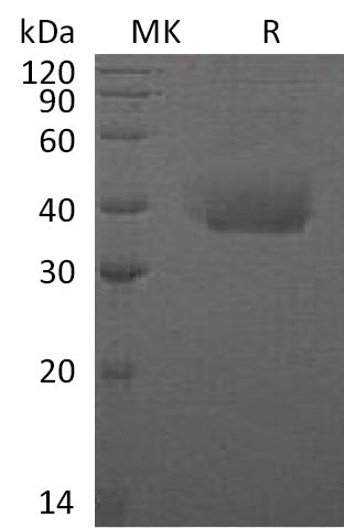 BL-0680NP: Greater than 95% as determined by reducing SDS-PAGE. (QC verified)