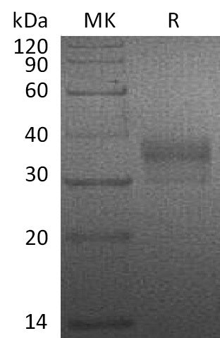 BL-0682NP: Greater than 95% as determined by reducing SDS-PAGE. (QC verified)