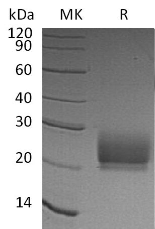 BL-0694NP: Greater than 95% as determined by reducing SDS-PAGE. (QC verified)