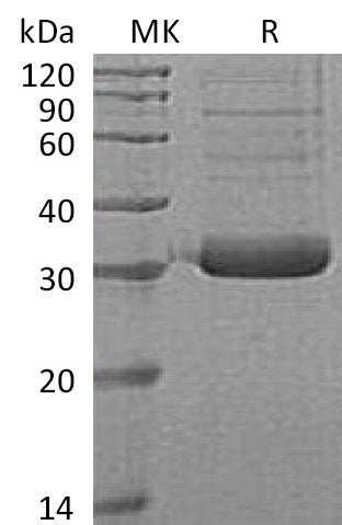 BL-0691NP: Greater than 90% as determined by reducing SDS-PAGE. (QC verified)