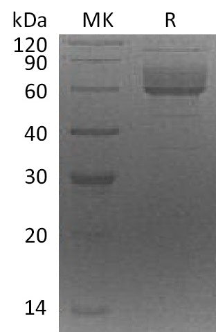 BL-0690NP: Greater than 90% as determined by reducing SDS-PAGE. (QC verified)