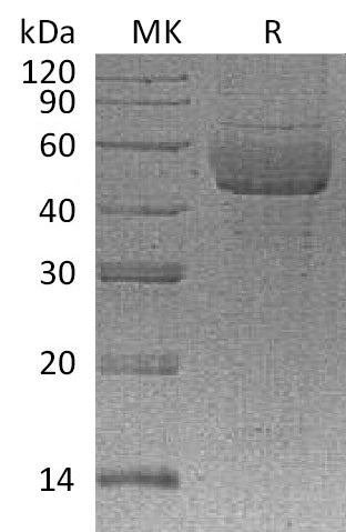 BL-0699NP: Greater than 95% as determined by reducing SDS-PAGE. (QC verified)