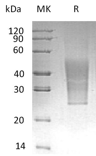 BL-0697NP: Greater than 95% as determined by reducing SDS-PAGE. (QC verified)