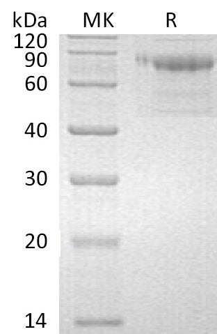 BL-0689NP: Greater than 95% as determined by reducing SDS-PAGE. (QC verified)