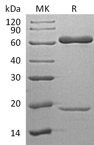 BL-1424NP: Greater than 95% as determined by reducing SDS-PAGE. (QC verified)