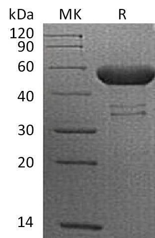 BL-0214NP: Greater than 95% as determined by reducing SDS-PAGE. (QC verified)