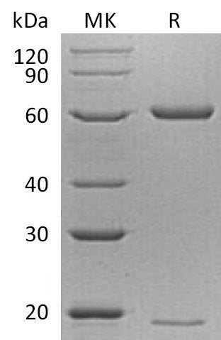 BL-1422NP: Greater than 95% as determined by reducing SDS-PAGE. (QC verified)