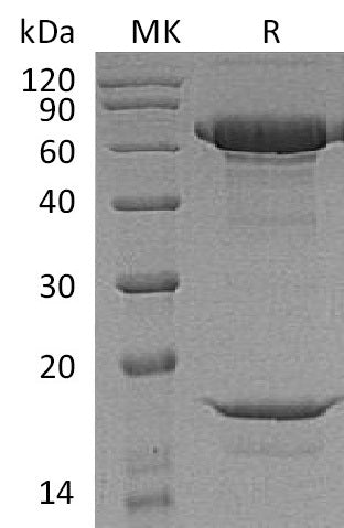 BL-1423NP: Greater than 95% as determined by reducing SDS-PAGE. (QC verified)