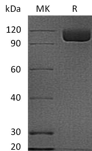 BL-2512NP: Greater than 95% as determined by reducing SDS-PAGE. (QC verified)