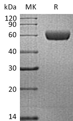 BL-0028NP: Greater than 95% as determined by reducing SDS-PAGE. (QC verified)