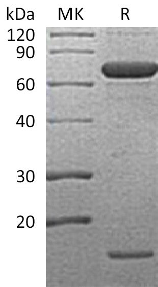 BL-2601NP: Greater than 90% as determined by reducing SDS-PAGE. (QC verified)