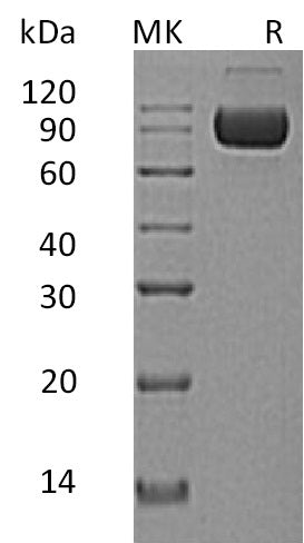 BL-0708NP: Greater than 95% as determined by reducing SDS-PAGE. (QC verified)