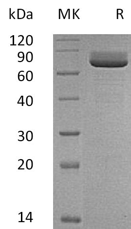 BL-0715NP: Greater than 95% as determined by reducing SDS-PAGE. (QC verified)