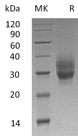 41BB-0480NP: Greater than 90% as determined by reducing SDS-PAGE. (QC verified)