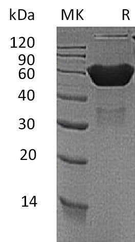 BL-0031NP: Greater than 95% as determined by reducing SDS-PAGE. (QC verified)