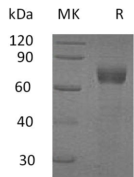 BL-2903NP: Greater than 95% as determined by reducing SDS-PAGE. (QC verified)