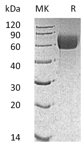 BL-2905NP: Greater than 95% as determined by reducing SDS-PAGE. (QC verified)