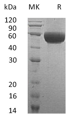 BL-0718NP: Greater than 95% as determined by reducing SDS-PAGE. (QC verified)