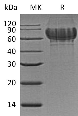 BL-0724NP: Greater than 95% as determined by reducing SDS-PAGE. (QC verified)