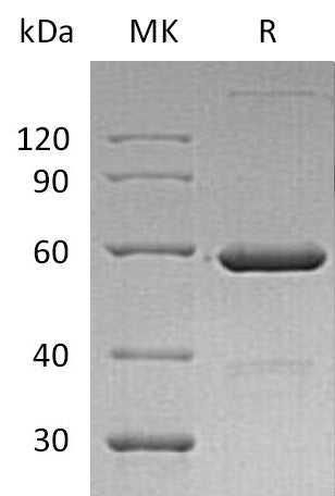 BL-0034NP: Greater than 95% as determined by reducing SDS-PAGE. (QC verified)