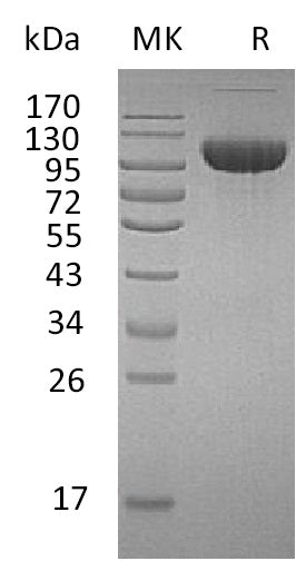 BL-0007NP: Greater than 95% as determined by reducing SDS-PAGE. (QC verified)