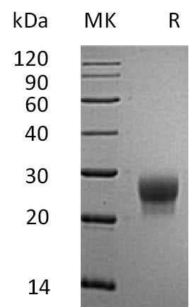 BL-0722NP: Greater than 95% as determined by reducing SDS-PAGE. (QC verified)