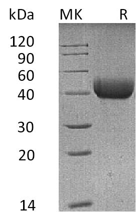 BL-0723NP: Greater than 95% as determined by reducing SDS-PAGE. (QC verified)