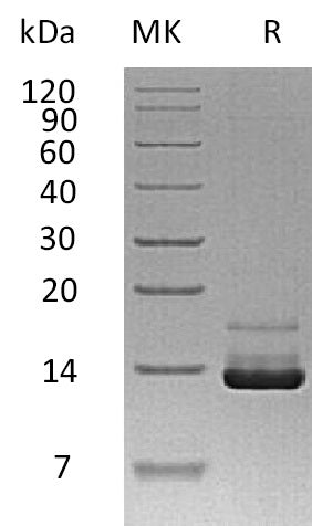 BL-1845NP: Greater than 95% as determined by reducing SDS-PAGE. (QC verified)