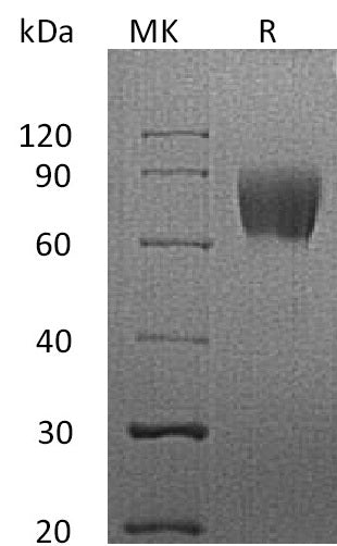 BL-0035NP: Greater than 95% as determined by reducing SDS-PAGE. (QC verified)